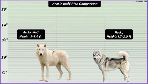 Arctic Wolf Size: How Big Are They Compared To Others?