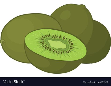 Kiwi fruit Royalty Free Vector Image - VectorStock