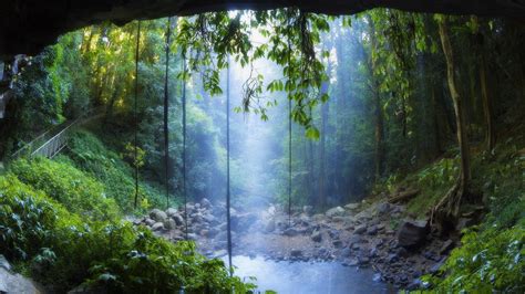 Rain Forest Wallpapers - Wallpaper Cave