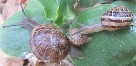 How snail shells are made, some beautiful, strange and weird factoids