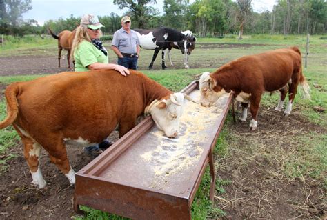 Miniature Herefords capture hearts (and stomachs) in the Interlake - Manitoba Co-operator