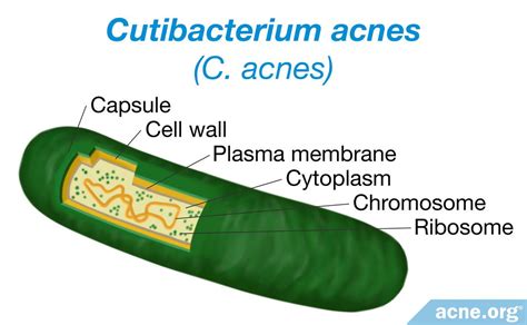 The Role of Bacteria in Acne - Acne.org