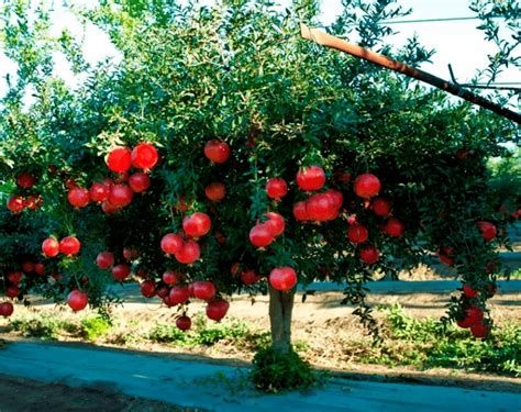 Como Cultivar Granado Desde La Semilla | Cultivo de árboles frutales ...