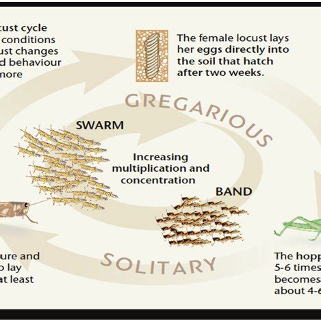 Life cycle of desert locust (adapted from Weather and Desert Locusts,... | Download Scientific ...