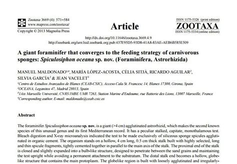 A giant foraminifer that converges to the feeding strategy of carnivorous sponges: Spiculosiphon ...