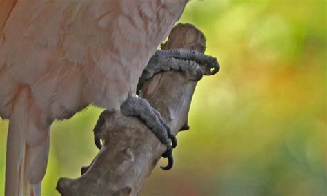 Pictures and information on Salmon-crested Cockatoo