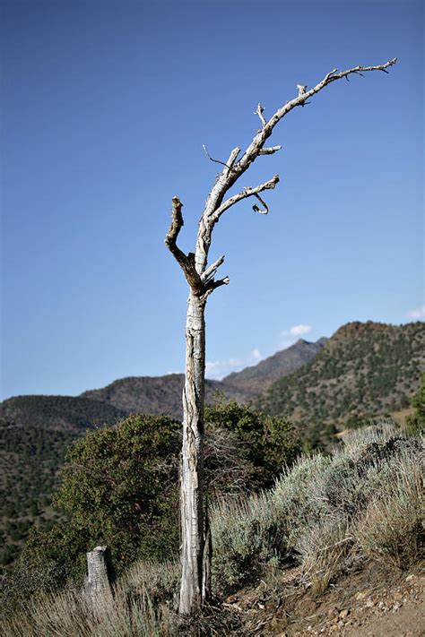 Tree Snag Photograph by Matthew Heinrichs - Pixels