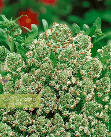 Reseda odorata Grand... stock photo by Nova Photo Graphik, Image: 0940577