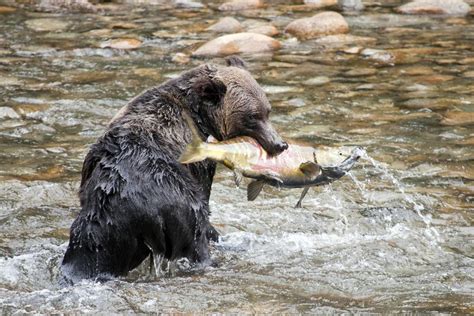 11 amazing facts about Canada’s bear species | Canadian Geographic