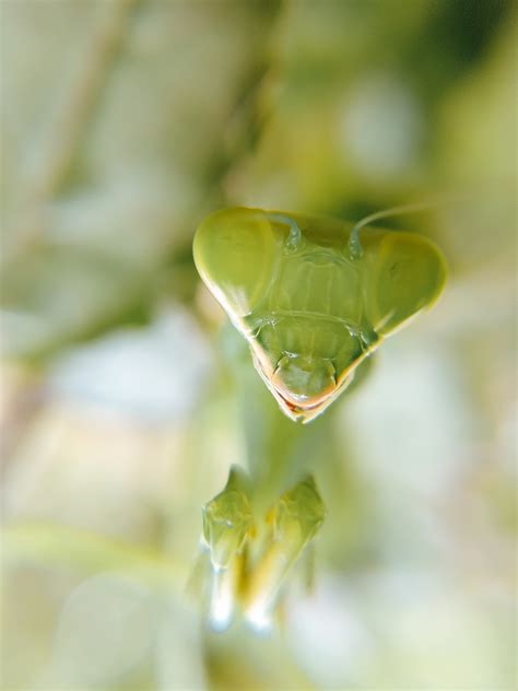 Green Mantis Photos, Download The BEST Free Green Mantis Stock Photos & HD Images