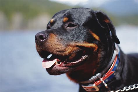 Are Rottweilers Considered Dangerous Dogs