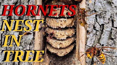 HORNETS Nest Inside TREE TRUNK! Wasp Nest Removals - YouTube