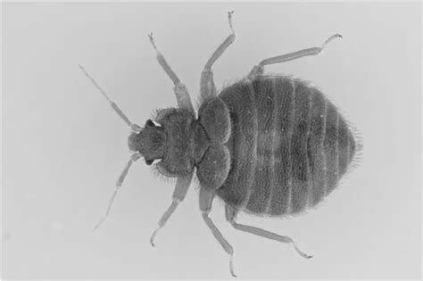 Bed bug ( Cimex lectularius ) bat-associated. Visible main charac-... | Download Scientific Diagram