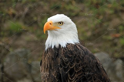 Bald eagle head | High-Quality Animal Stock Photos ~ Creative Market