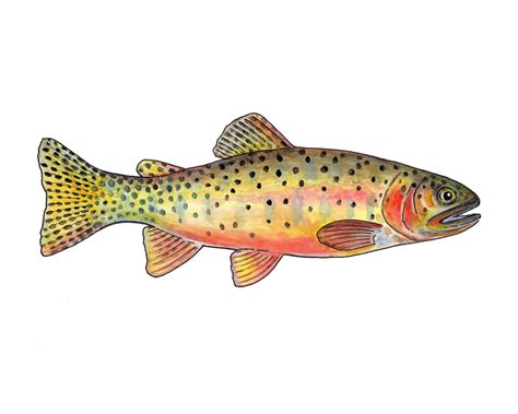 Greenback Cutthroat Trout Fine Art Print - Etsy