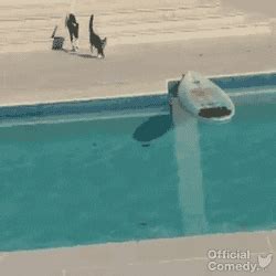 Cat Chasing GIFs - Find & Share on GIPHY