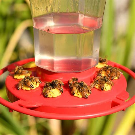 Bee Safe: 6 Ways to Keep Bees Away From Your Hummingbird Feeders – More Birds