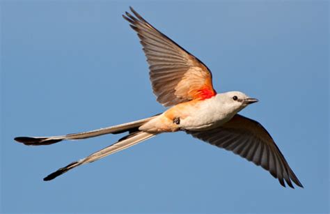 Marvel at the Crop-tailed Flycatcher’s unusually long tail and its super-fast flight when other ...