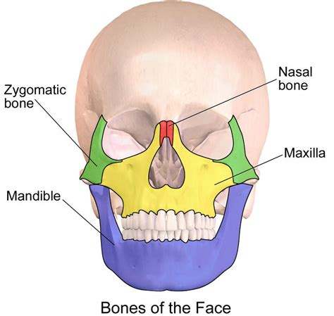 Face Injury and Bone Fractures from Car Accidents & More