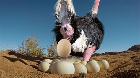 Ostrich Laying Eggs And Cute Ostrich Egg Hatching In The Wild - YouTube