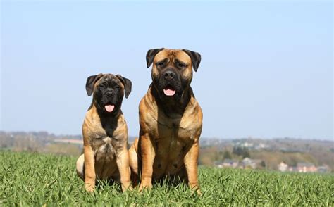 Bullmastiff - Caring, Feeding and Grooming Guidelines | Pets World