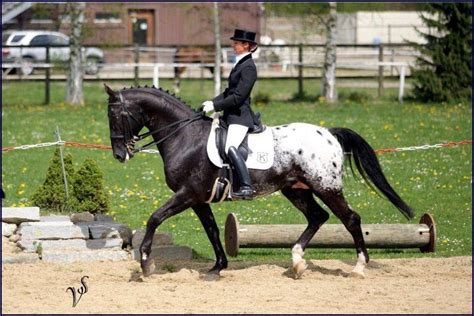 The Majestic Knabstrupper Stud - Breed Standard | Hengst, Schöne pferde ...