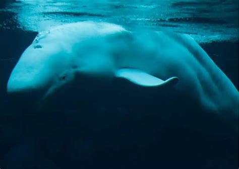 Beluga Whale Behavior - AnimalBehaviorCorner