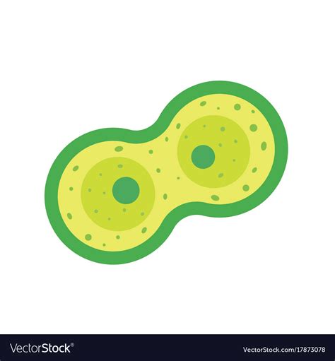 Cell Division Cartoon