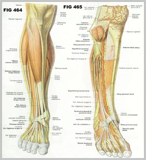 Calf Muscle Anatomy Image - Graph Diagram