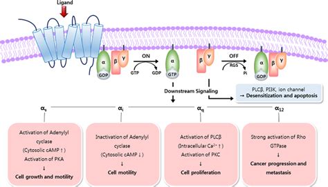 Signaling Pathway Receptors