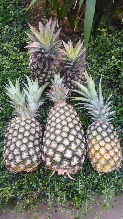 Fresh Pineapple Farm Chaiyaphum Thailand Stock Photo - Image of comosus, fresh: 108502126