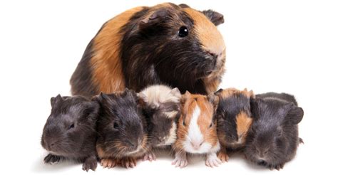 Your Baby Guinea Pig - What To Expect And How To Look After Them