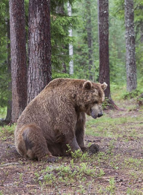 Free Images : old, wildlife, sitting, mammal, fauna, brown bear ...