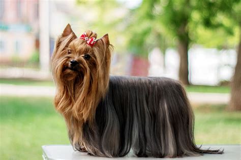 Yorkshire Terrier dog | Description, Temperament, & Facts | Britannica