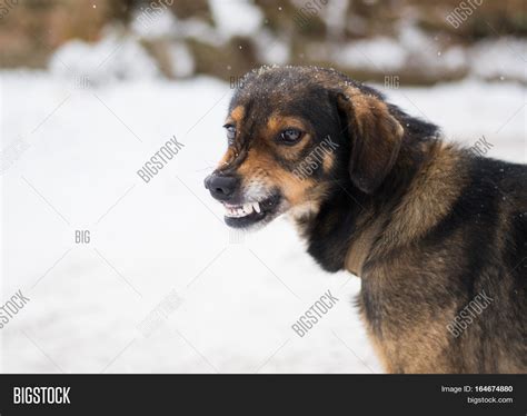 Angry Dog Shows Teeth Image & Photo (Free Trial) | Bigstock