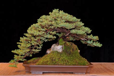 juniper procumbens nana bonsai tree care - Marica Metzger