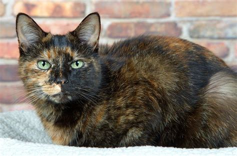 Tortoiseshell Cat: Over 30 Fascinating Facts About Tortie Cats ...