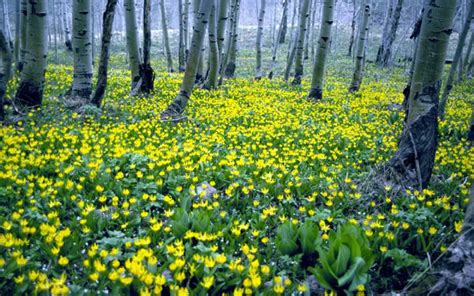 Wildflower Viewing Areas