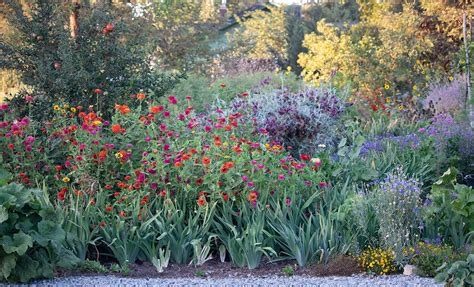 zinnias in a flower border - Wildflower Yard