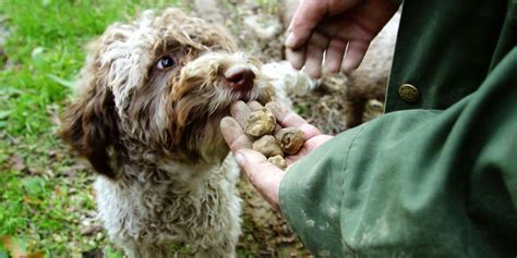 16 Cute Truffle Hunting Dogs