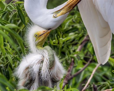 Great Egret | Audubon Field Guide