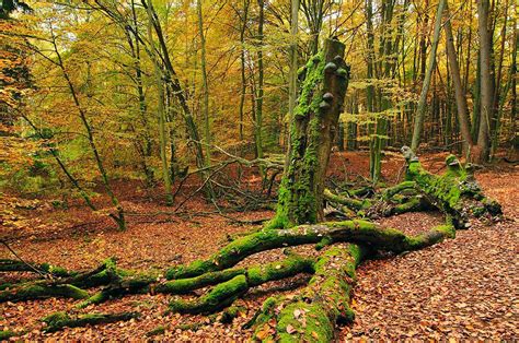 Alte Buchenwälder und Buchenurwälder der Karpaten und anderer Regionen Europas – UNESCO ...