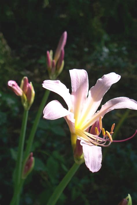 PlantPostings: Plant of the Month: Lycoris