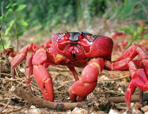 The Cockroach Catcher: Christmas Island: Red Crab Migration