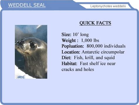 Leopard Seals Adaptations