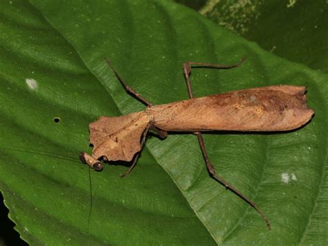 Giant Dead Leaf Mantis Facts, Identification and Pictures