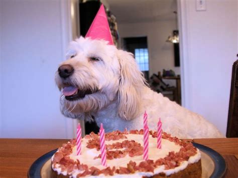 11 Dogs With Their Birthday Cakes Will Make You Happy-Cry