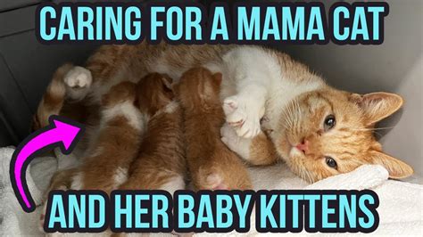 How to Care for a Mama Cat & Kittens (3 Top Tips!) – HousePetsCare.com