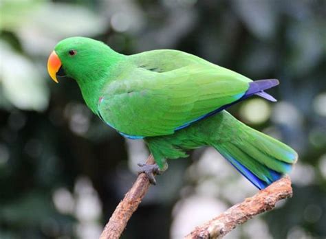 Q & A: “At what age is a pair of parrots ready to breed?” Parrots Daily ...