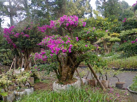 Jual bonsai bougenville (kembang kertas) | tanaman bonsai aneka bunga ...